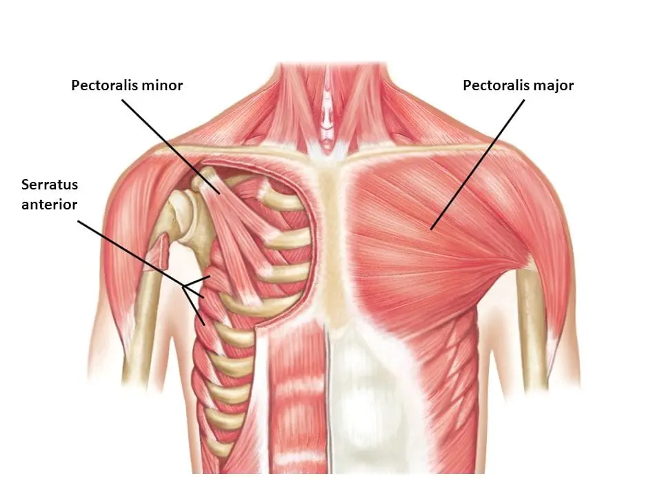 Resources Muscles Hurne Chiropractic